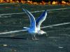 ready for takeoff