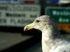 reflecting gull