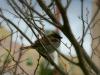 birdie