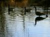 geese reflecting