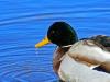 duck and drop