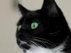 pishy green eyes