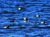floating birds