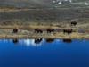 reflecting bison