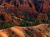 red green