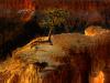 lone tree