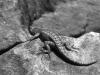 kolob lizard