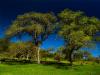 two trees