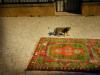 cat and rug
