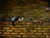 cat and wall