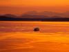 ferry into the sunset