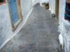 patmos cat