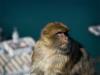 gibraltar monkey