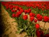 tulips one
