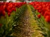 tulips two