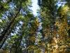 fall forrest