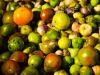 tomatoes