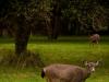 buck and doe