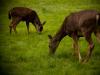 grazing deer