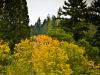 fall colours