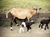 sheep