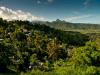 jungle 2