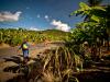 banana farm