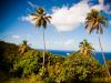 palm trees