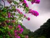 tropical flowers