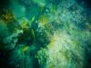 under the sea