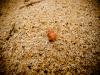 hermit crab