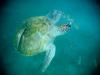 sea turtle 1