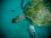 sea turtle 2