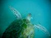 sea turtle 3
