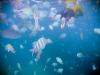 swimming with the fish