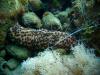 sea cucumber