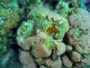 fish and coral