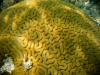brain coral