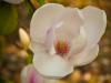 magnolia 1