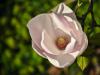 magnolia 3
