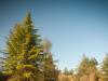 lake and trees