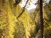 forest river