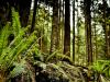 roots