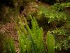 ferns