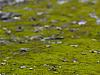moss field
