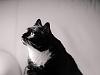 bw cat
