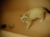 cat in tub