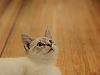 cat on wood