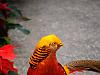 chinese peacock