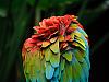 parrot back